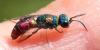 Chrysis bicolor